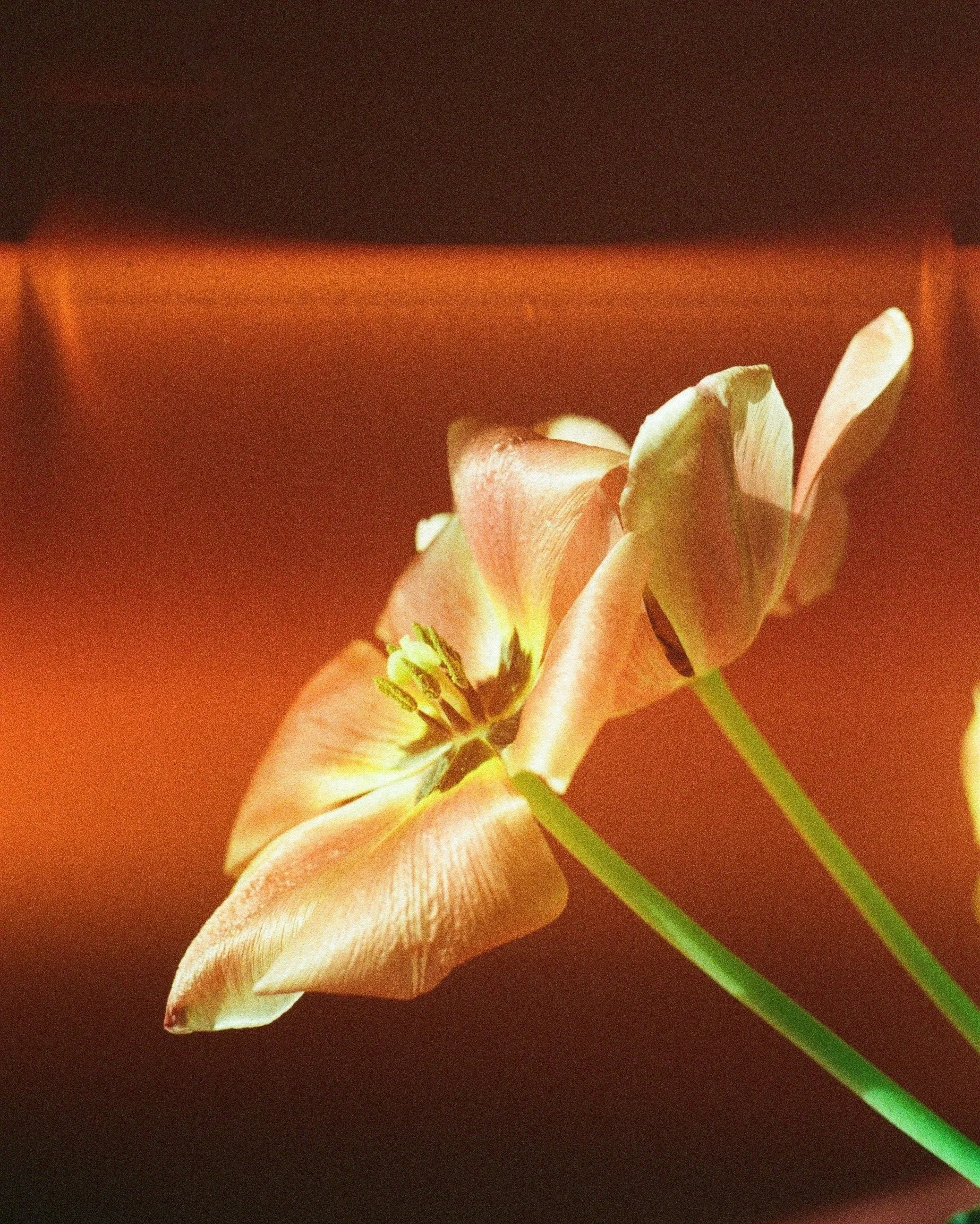 専用ページ　TULIP様 Tulip Bulbs | Brisbane | Tulip Bulbs for Sale | DutchGrown™